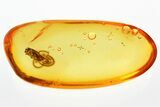 Fossil Handsome Fungus Beetle (Symbiotes) in Baltic Amber #300671-1